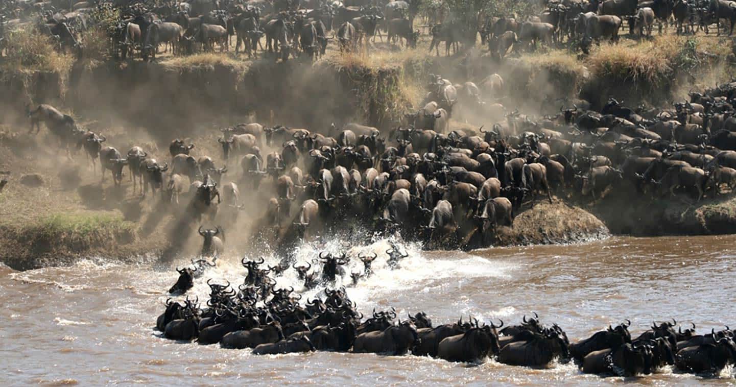 The Great Migration between Kenya and Tanzania 